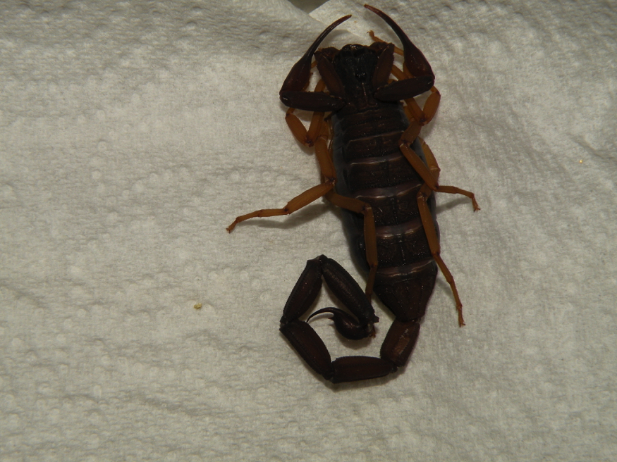 Scorpion from Columbia